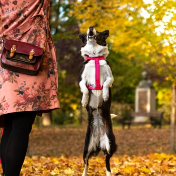 Preview: SOFTY Geschirr - Größe 7 - grün/schwarz